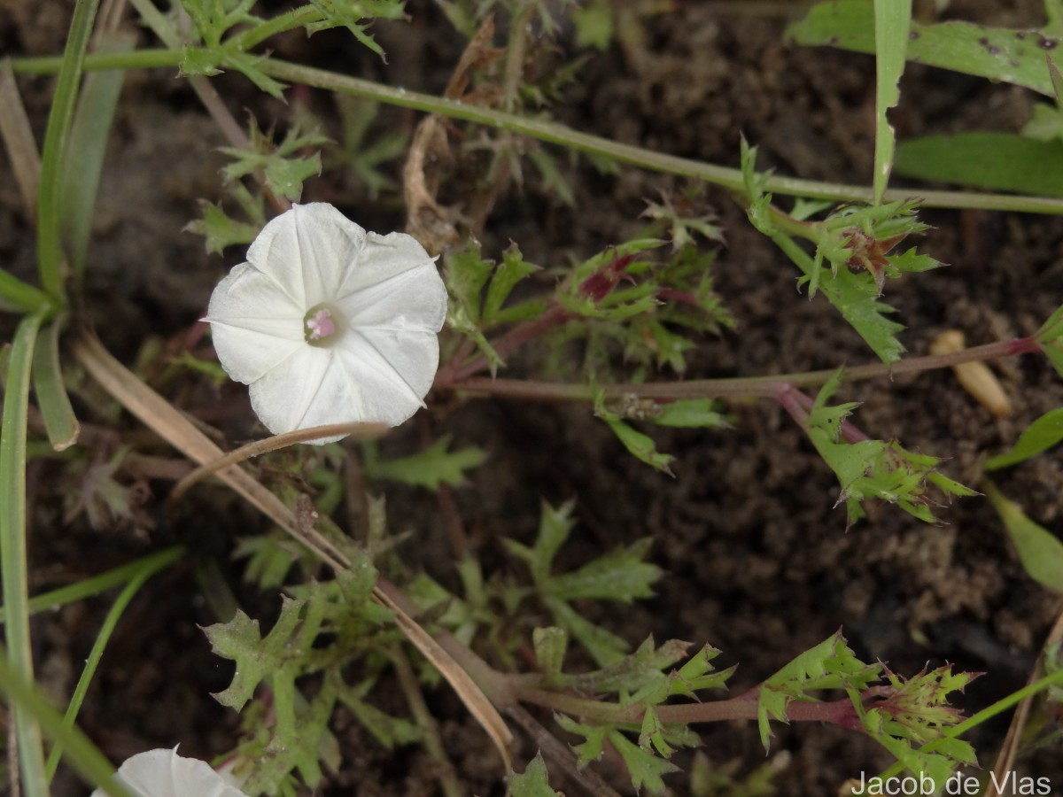 Ipomoea coptica (L.) Roth ex Roem. & Schult.